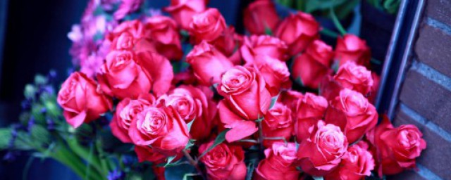 不同顏色玫瑰花語 玫瑰花送給什麼人?