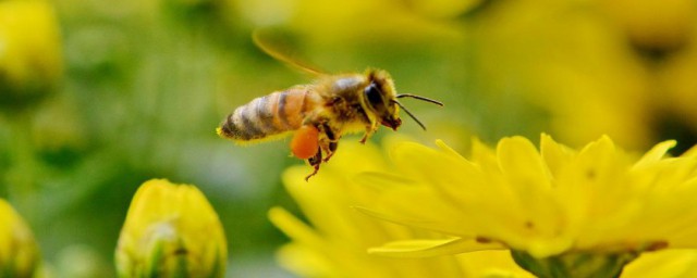 白色的蜂蜜都有什麼蜜 白色的蜂蜜簡述