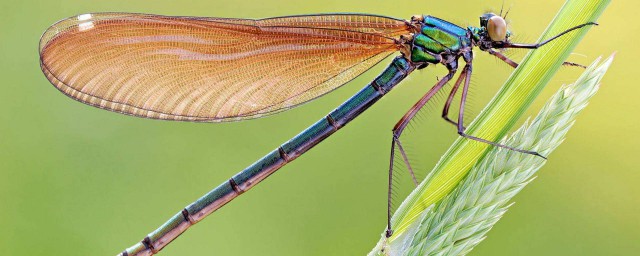 蜻蜓是益蟲還是害蟲 為什麼呢