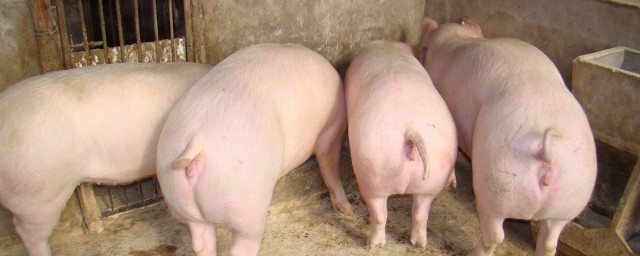 養母豬的方法 養殖的時候要註意什麼