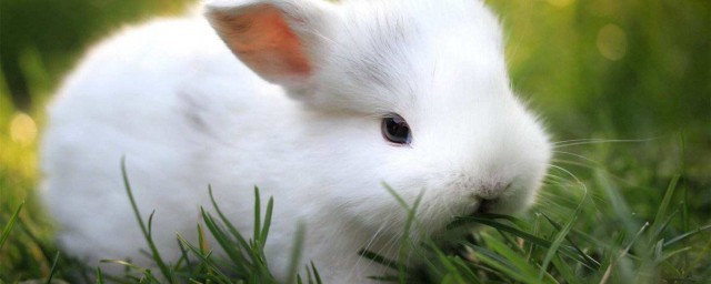 怎麼養兔子 養兔子的方法