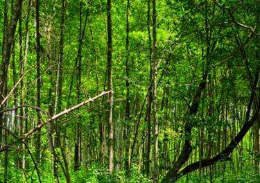 馬當紅樹林保護區 Matang Mangrove Forest Reserve