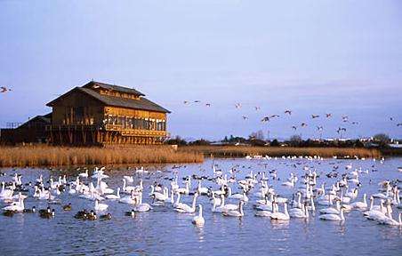 米子水鳥公園 Yonago Waterfowl Sanctuary