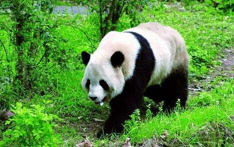 四川大熊貓棲息地 Sichuan Giant Panda Sanctuaries-Wolong Mt Siguniang and Jiajin Mountains