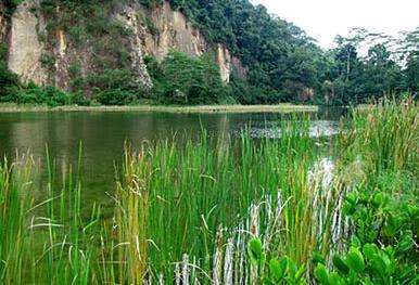 武吉知馬自然保護區 Bukit Timah Nature Reserve