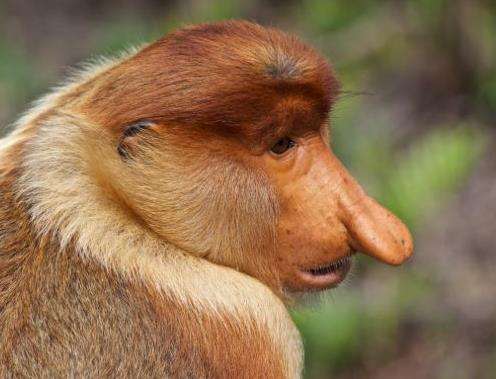 拉蔔灣長鼻猴保護區 Labuk Bay Proboscis Monkey Sanctuary
