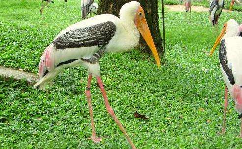 瓜拉牛啦鳥類保護區 Kuala Gula Bird Sanctuary
