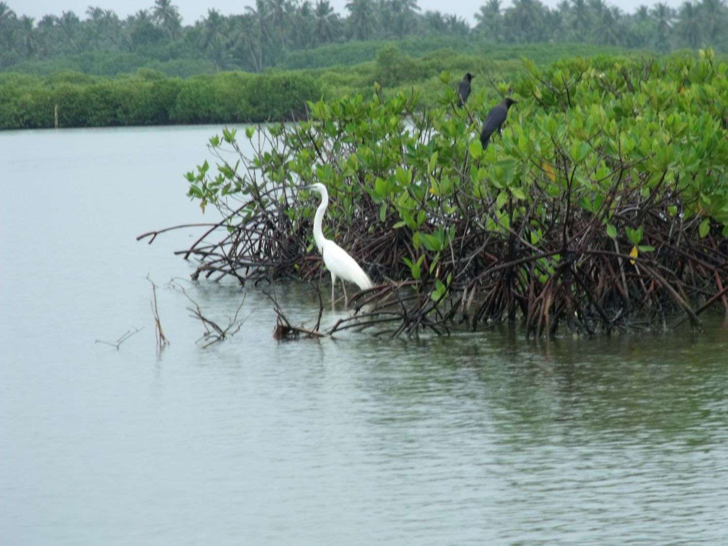 尼甘布瀉湖 Negombo Lagoon
