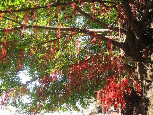 林村許願樹 Lam Tsuen Wishing Trees