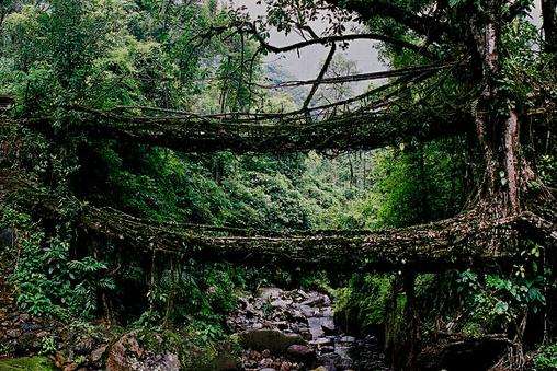 活樹橋 Living Root Bridges