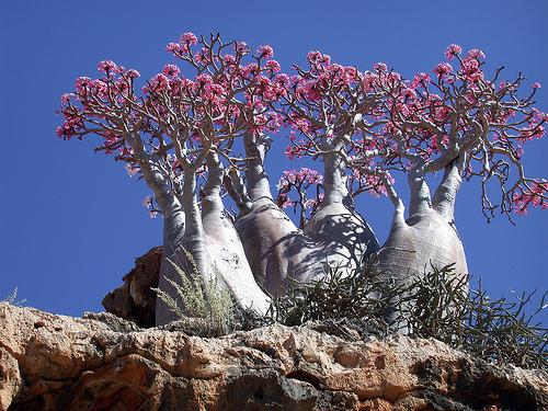 索科特拉島 Socotra Island