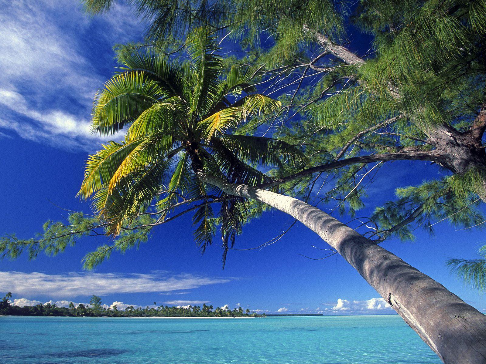 棕櫚樹小島 Palm Tree Island