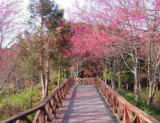 藤枝森林遊樂區 Tengzhih Forest Recreation Area