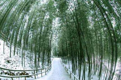 竹綠園 Bamboo Park