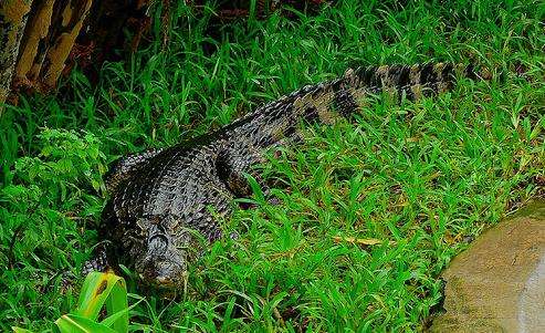 蘭卡威鱷魚場 Langkawi Crocodile Farm