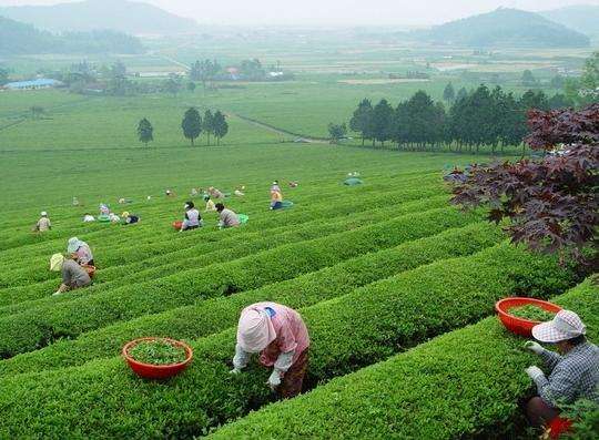 寶城郡大韓茶園 Tea Field in Boseong