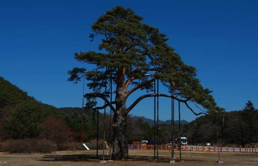正二品松 Jeongipum of Pine Tree in Songni