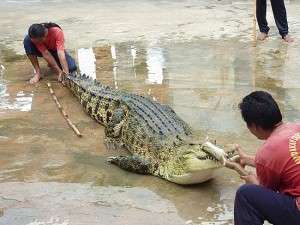 山打根鱷魚養殖場 Sandakan Crocodile Farm