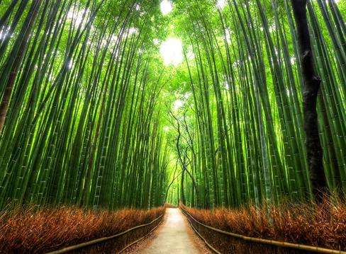 竹徑 Bamboo Path