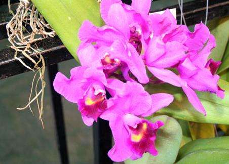 富境花莊 Orchid De Villa
