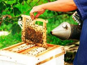 貢比索村－養蜂農場 Kampung Gombizau Honey Bee Farm