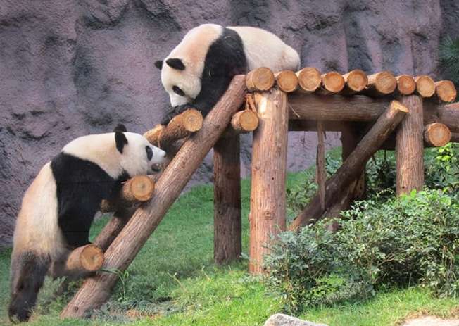 澳門大熊貓館 Macao Giant Panda Pavilion