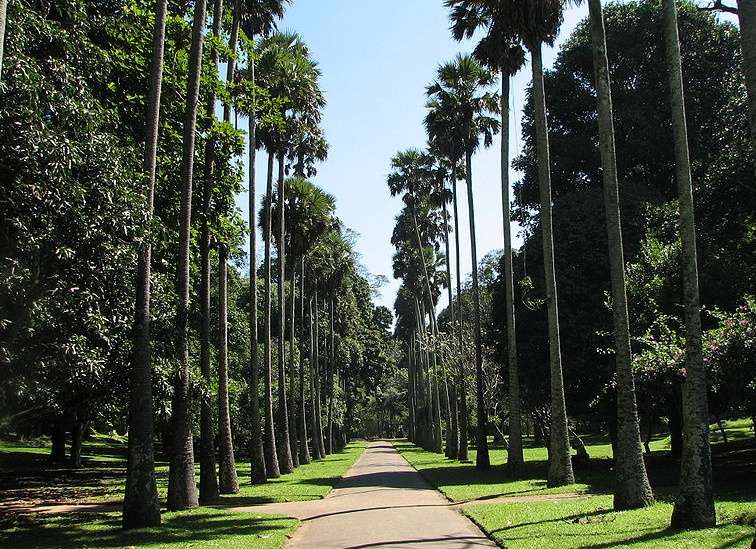 斯里蘭卡皇家植物園 Royal Botanical Gardens Sri Lanka