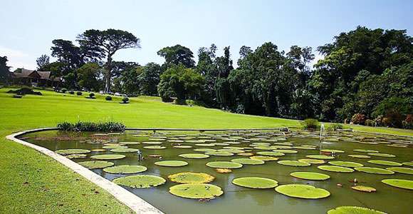 茂物植物園 Bogor Botanical Gardens