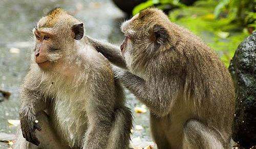 聖猴森林公園 Sacred Monkey Forest Sanctuary