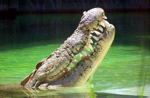 北欖鱷魚湖動物園 Samutprakarn Crocodile Farm and Zoo