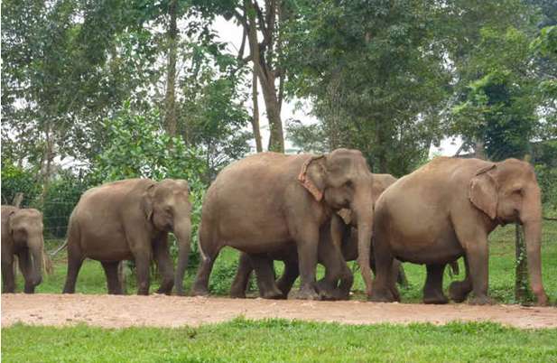大象孤兒院 Pinnawela Elephant Orphanage