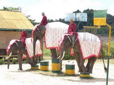 民丹島大象公園 Bintan Elephant Park