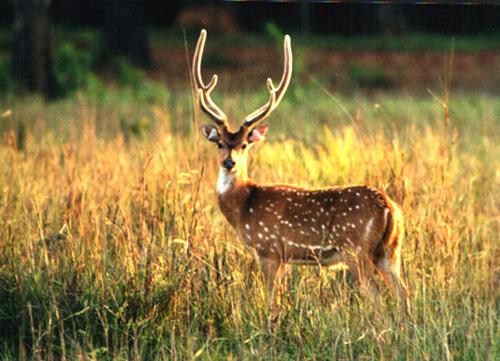孫德爾本斯國家公園 Sundarbans National Park