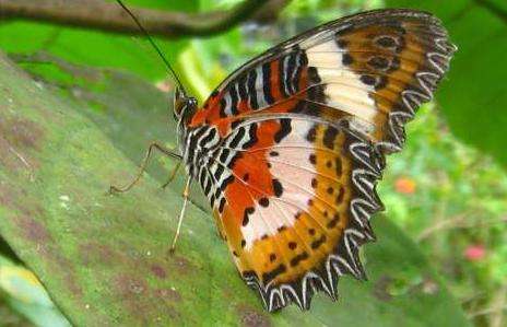 奇潘地蝴蝶園 Kipandi Butterfly Park
