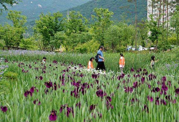 首爾菖蒲園 Seoul Iris Garden