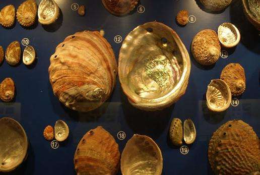 普吉貝殼博物館 Phuket Seashell Museum