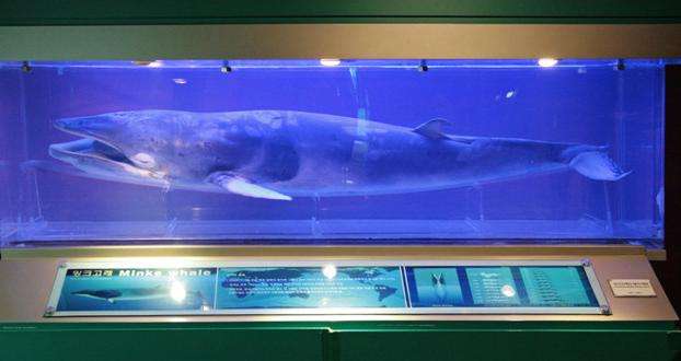 長生浦鯨魚博物館 Jangsaengpo Whale Museum