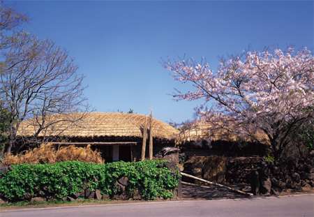 濟州民俗村博物館 The Jeju Folk Museum