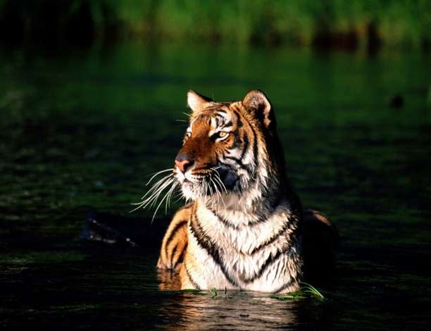 孫德爾本斯國家公園 The Sundarbans