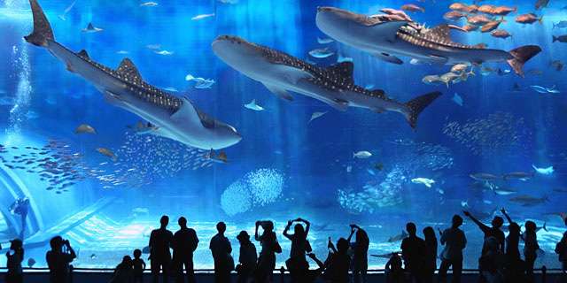 沖繩美之海水族館 Okinawa Churaumi Aquarium