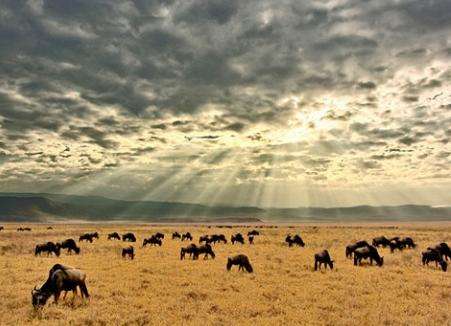 恩戈羅恩戈羅自然保護區 Ngorongoro Conservation Area