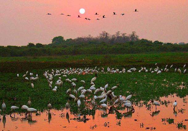 潘塔奈爾保護區 Pantanal Conservation Area