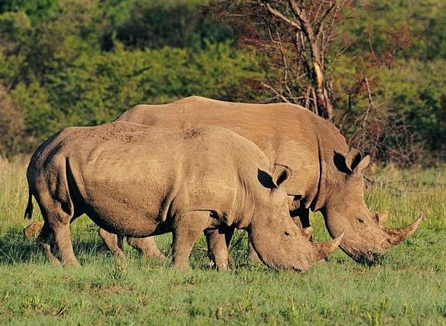 卡瑪犀牛保護區 Khama Rhino Sanctuary