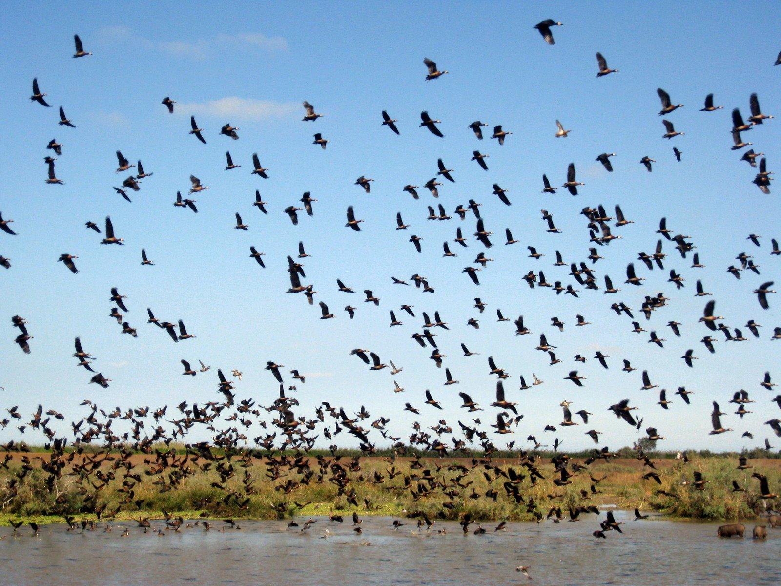 朱賈國家鳥類保護區 Djoudj National Bird Sanctuary