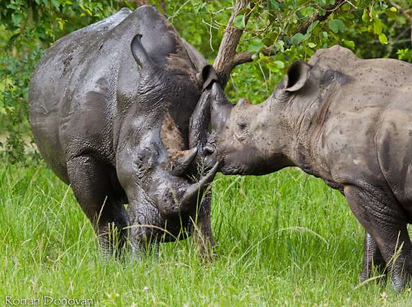 滋瓦犀牛保護區 Ziwa Rhino Sanctuary