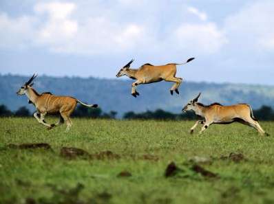 卡唐加野生動物保護區 Katonga Wildlife Reserve