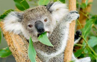 龍柏無尾熊保護區 Lone Pine Koala Sanctuary