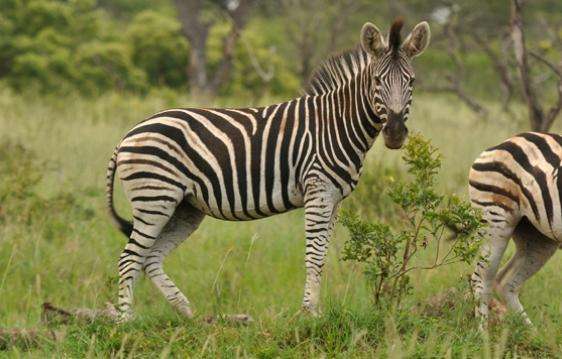 姆卡亞野生動物保護區 Mkhaya Game Reserve