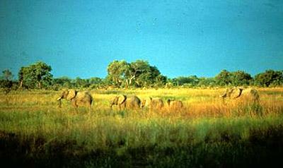 東蘇丹大草原 East Sudanian savanna
