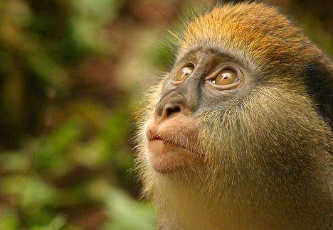 博阿本-非瑪猴子保護區 Boabeng-Fiema Monkey Sanctuary